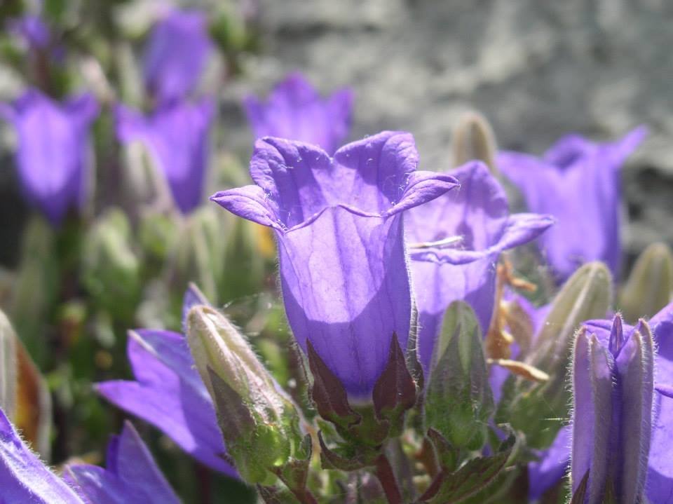 Flora of Psiloritis Unesco Global Geopark