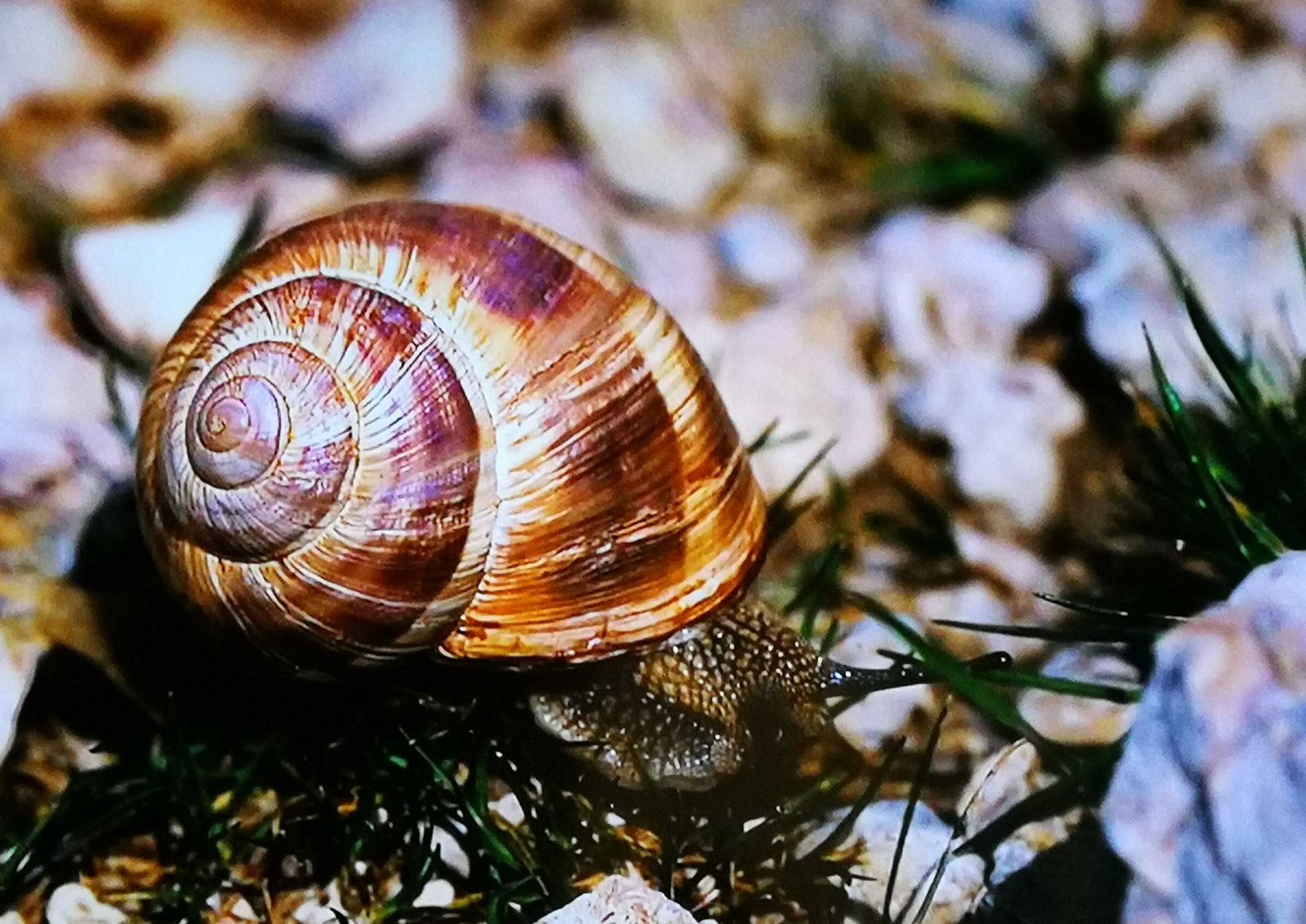 Snail farm and fun
