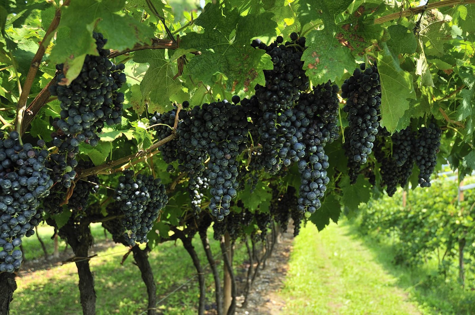 Vineyard